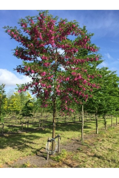  Robinia margaretta Casque Rouge